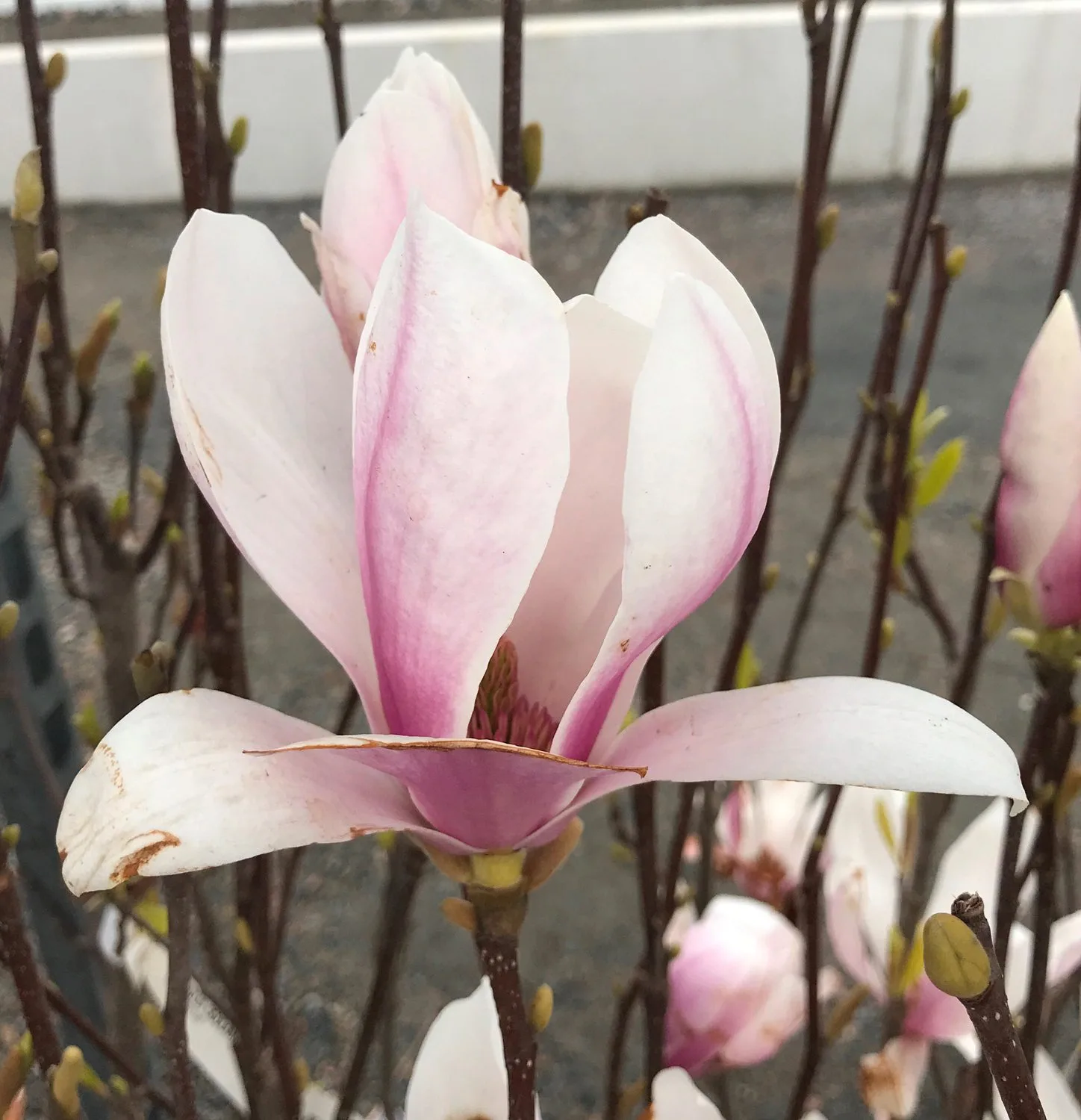 Magnolia x soulangeana - Image 5
