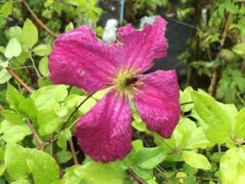 Clematis (viticella-gruppen) 'Carmencita'