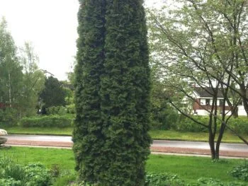 Thuja occidentalis 'Holmstrup'