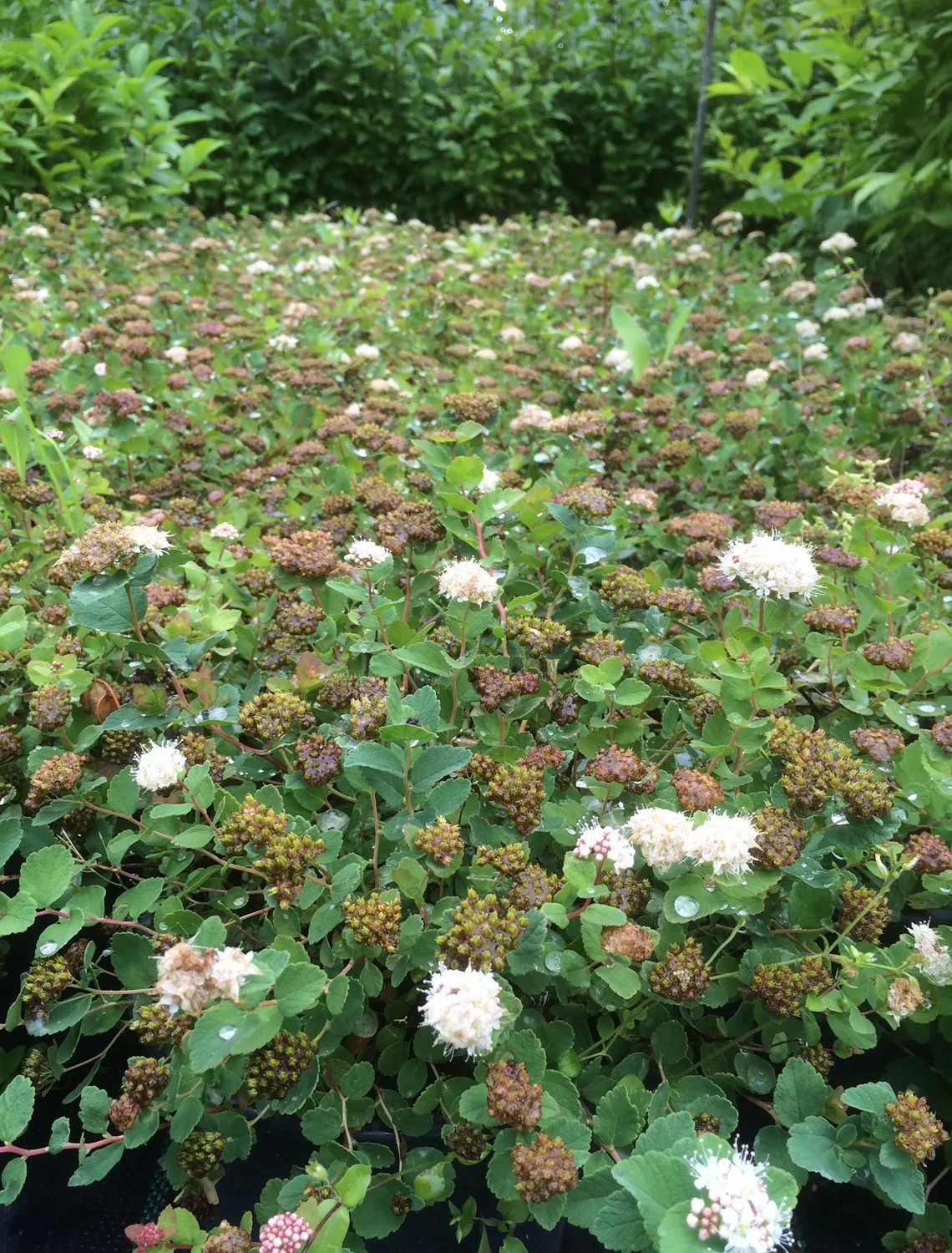 Spiraea beuvardiana 'Lumikki' - Image 4