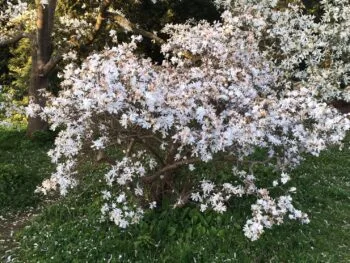Magnolia stellata