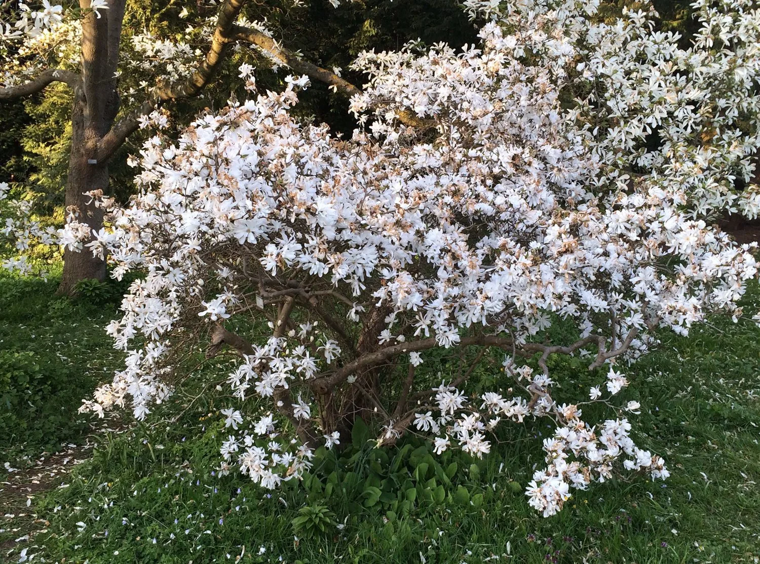 Magnolia stellata