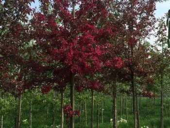 Malus 'Rubin'