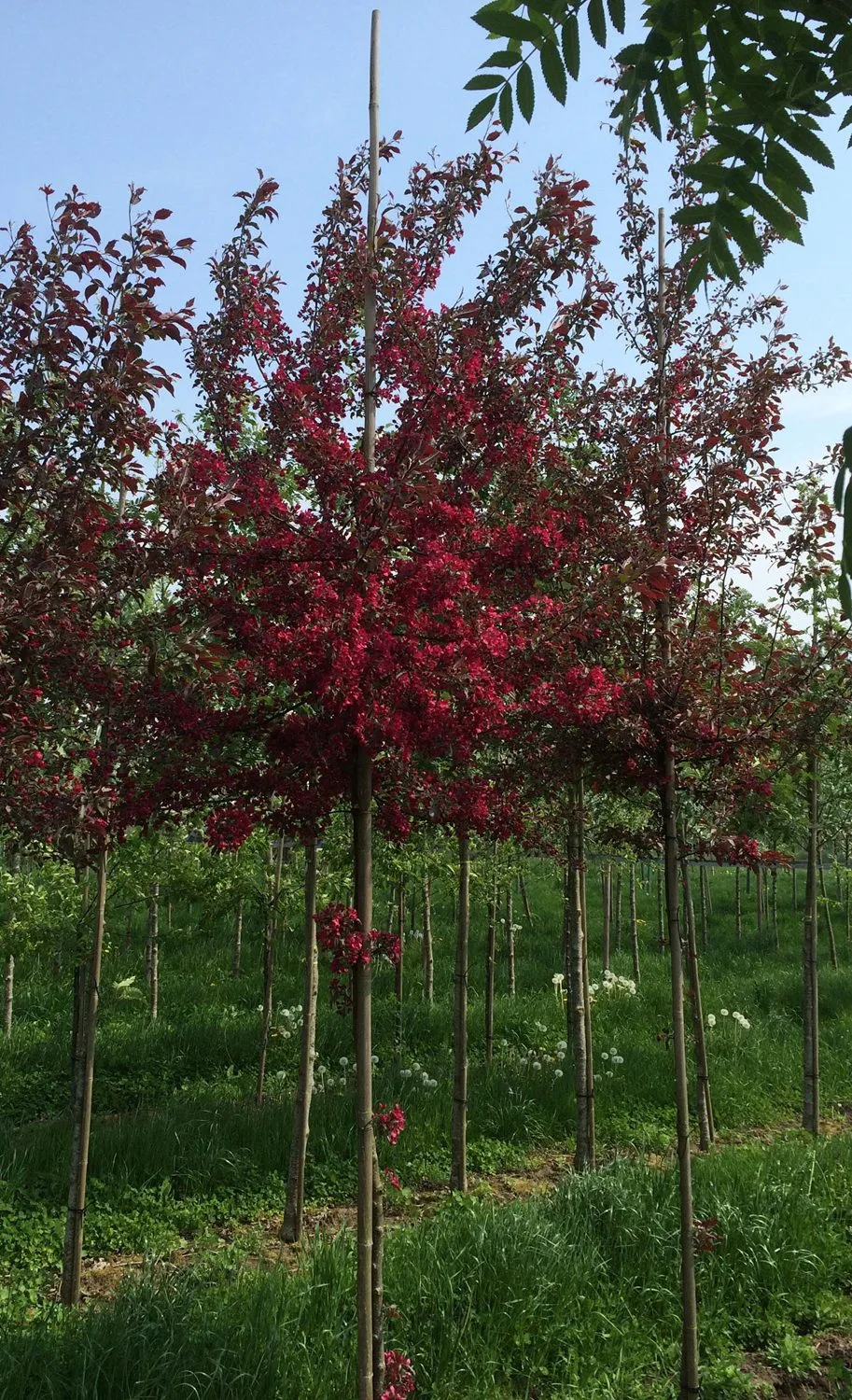 Malus 'Rubin'