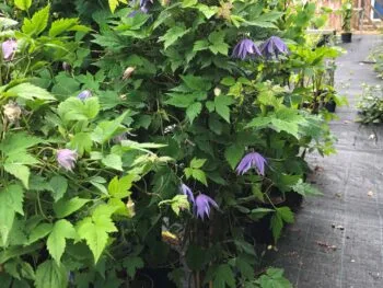 Clematis (Atragene-gruppen) 'Georg' E