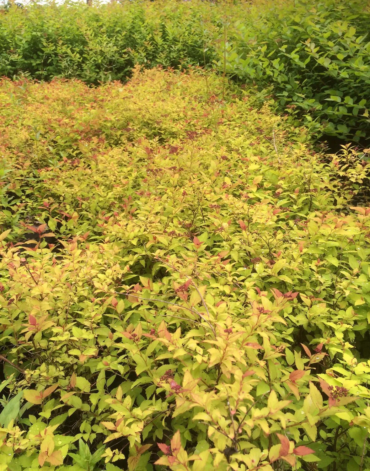Spiraea japonica 'Magic Carpet' - Image 4