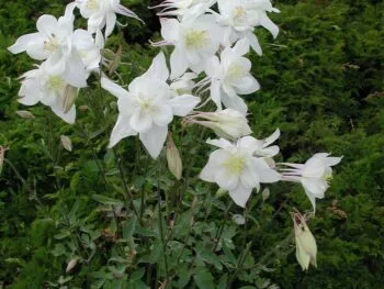 Aquilegia caerulea 'Kristall'