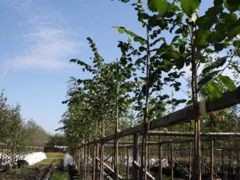 Ulmus laevis