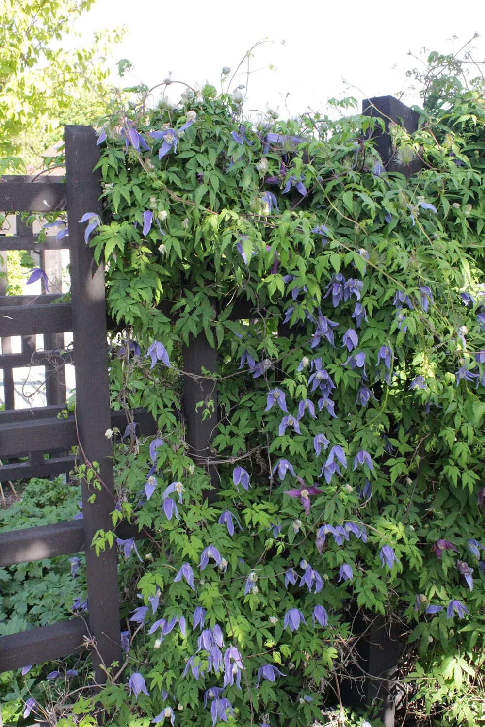 Clematis (Atragene-gruppen) 'Blue Tapers' E - Image 3