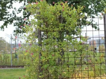 Lonicera x heckrottii 'Goldflame'