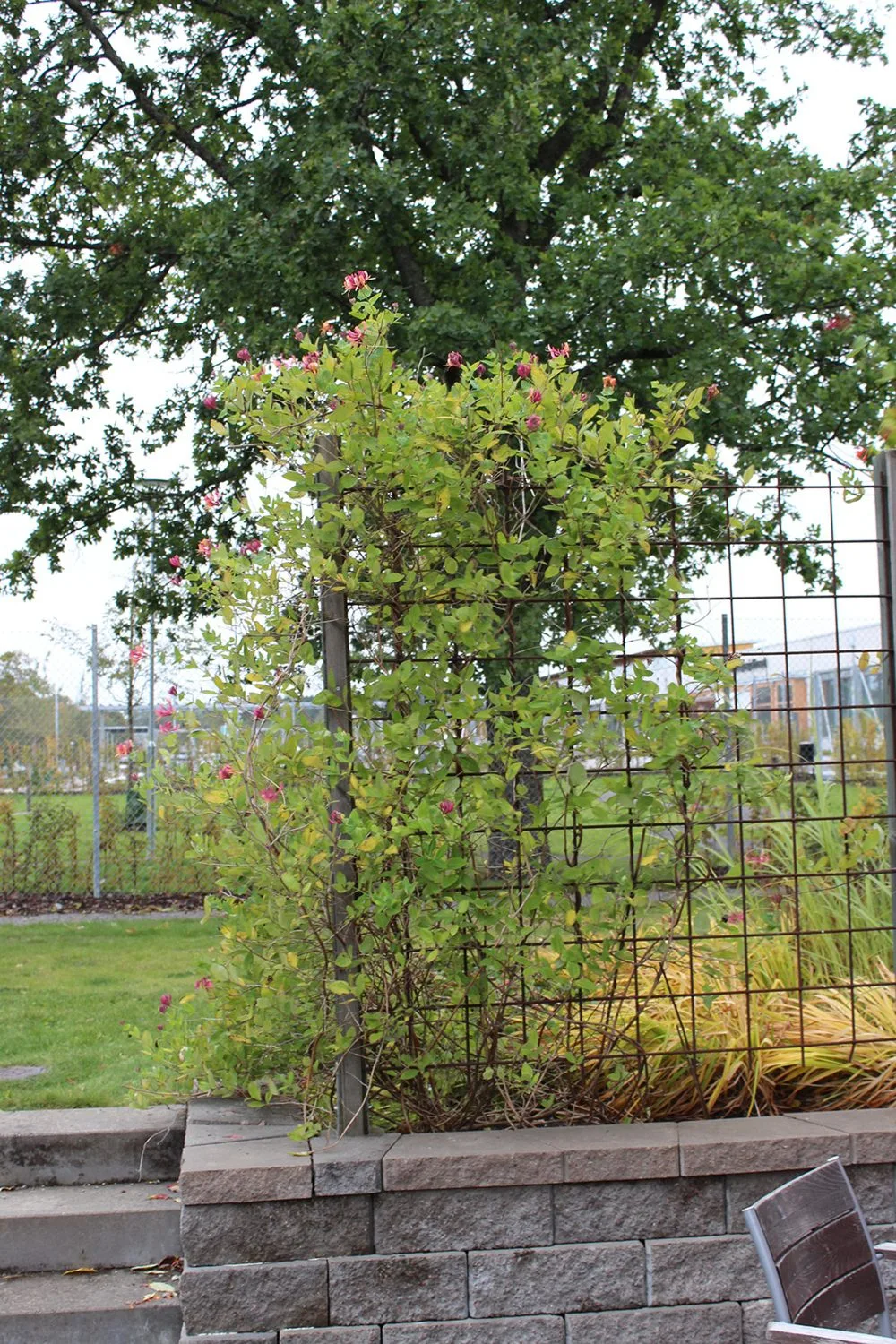 Lonicera x heckrottii 'Goldflame'