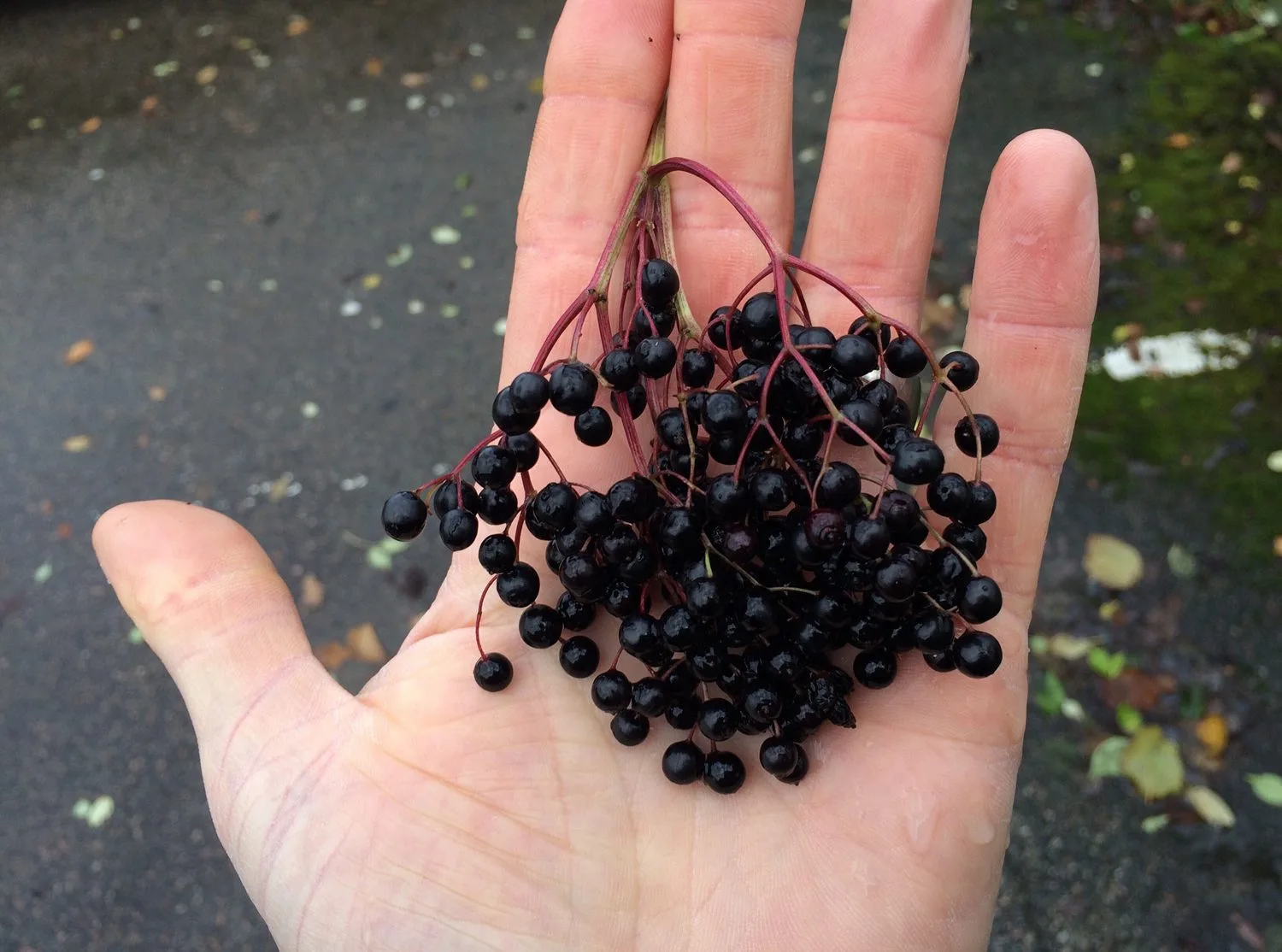 Sambucus nigra 'Aurea' - Image 2