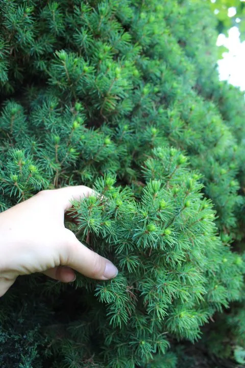 Picea glauca 'Conica' - Image 3