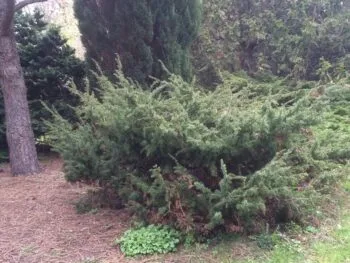 Juniperus communis