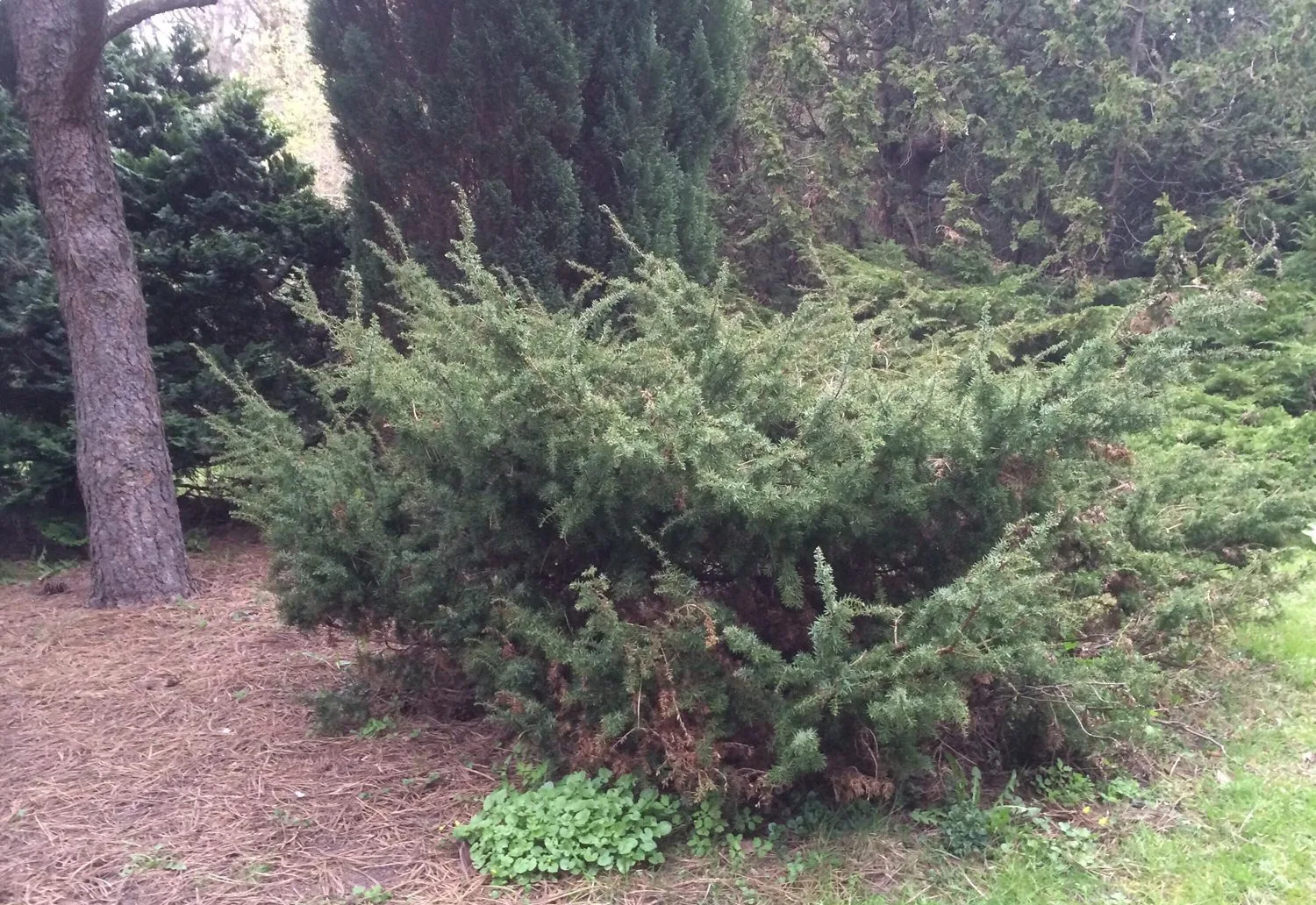 Juniperus communis