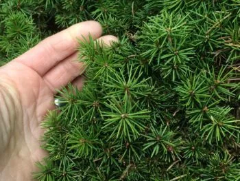 Picea glauca 'Echiniformis'