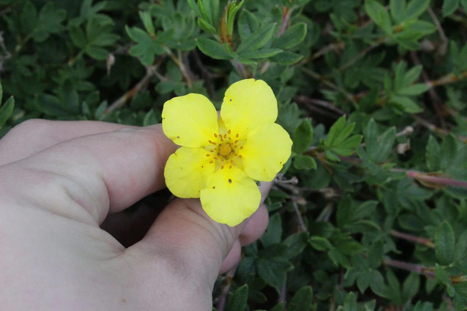 Dasiphora fruticosa 'Longacre' E - Image 3