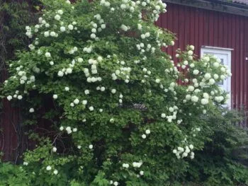 Viburnum opulus 'Roseum'