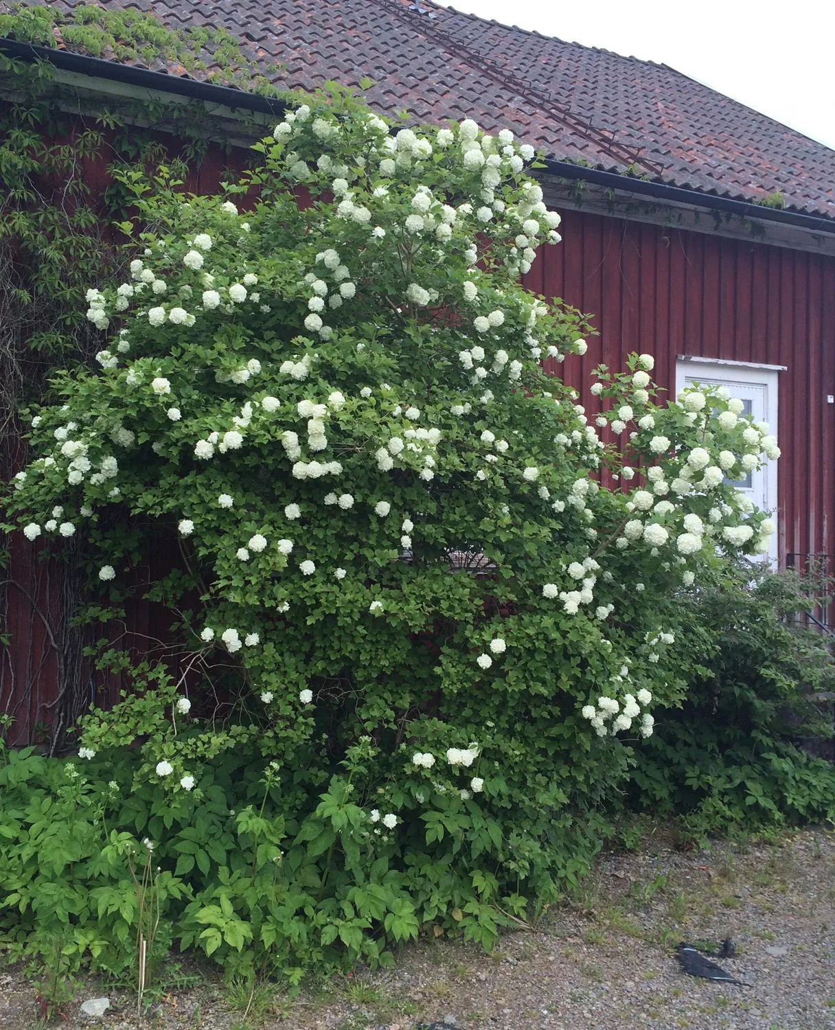 Viburnum opulus 'Roseum'