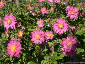 Anemone hybrida 'Pamina'