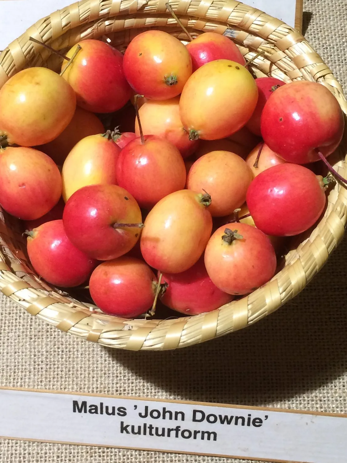 Malus 'John Downie' - Image 3