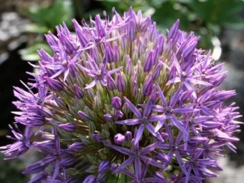 Allium 'Gladiator'
