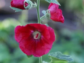 Alcea rosea 'Mars Magic'