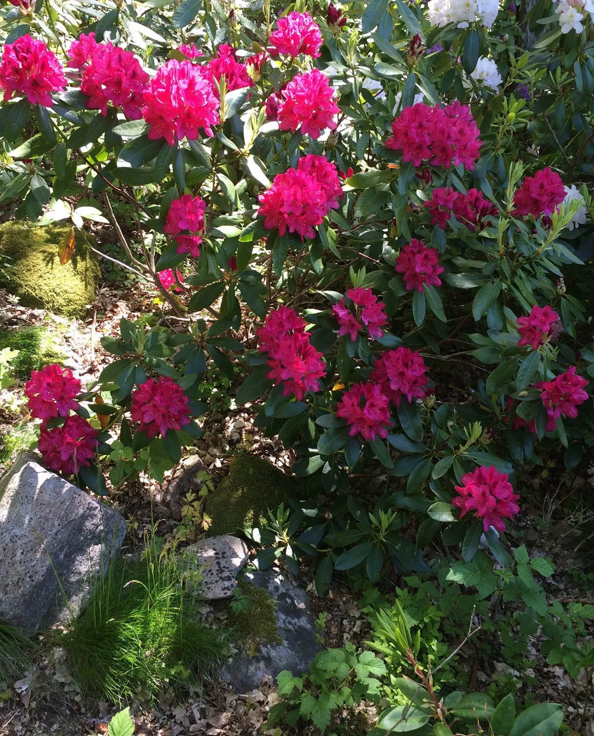 Rhododendron (Catawbiense) 'Nova Zembla' - Image 2