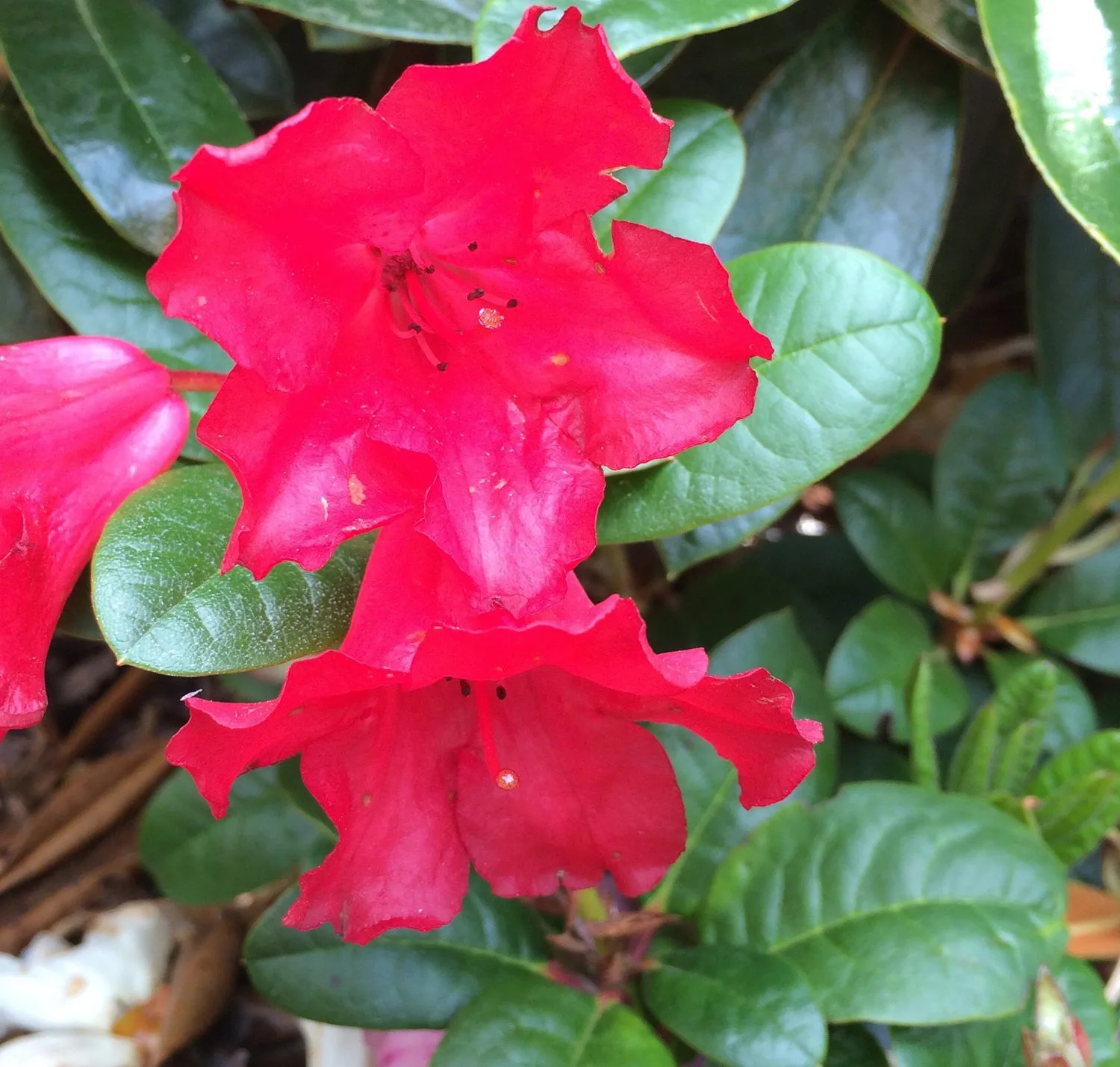 Rhododendron (Forrestii) 'Scarlet Wonder'
