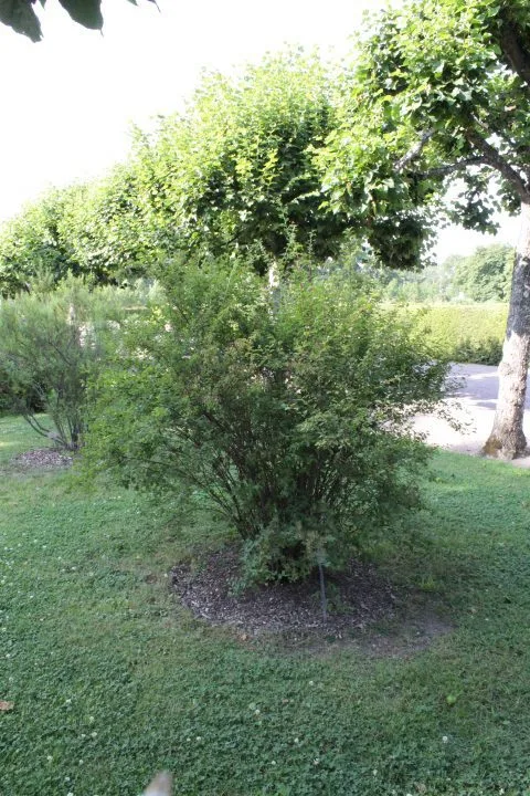 Spiraea x vanhouttei