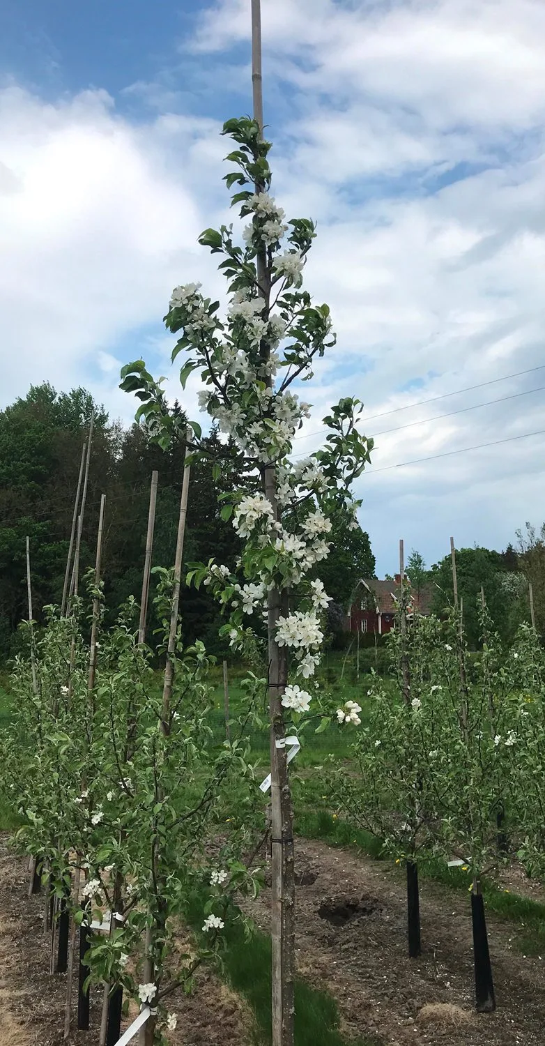 Malus 'Rescue' - Image 2