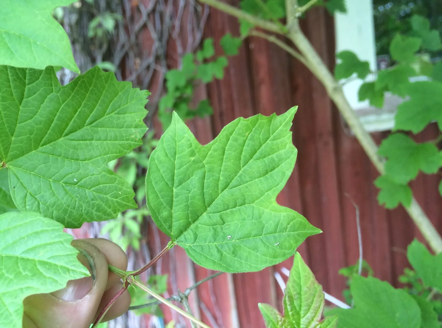 Viburnum opulus 'Roseum' - Image 2
