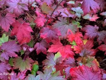 Ribes glandulosum 'Alaska'