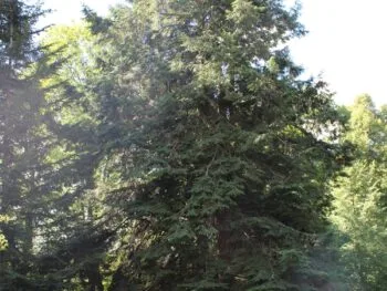 Tsuga heterophylla fk Södra Hagunda E