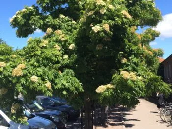 Sorbus 'Dodong' E