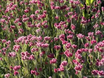 Antennaria dioica 'Rubra'
