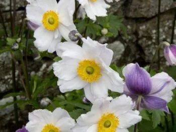 Anemone 'Ruffled Swan'