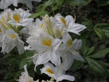 Rhododendron (Knap Hill) 'Persil'