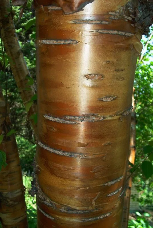 Prunus maackii - Image 6