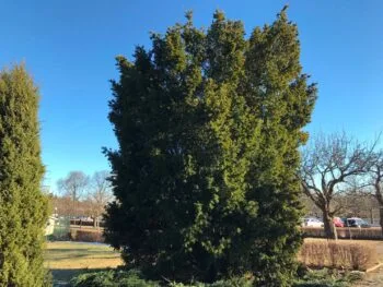 Taxus media 'Brownii'