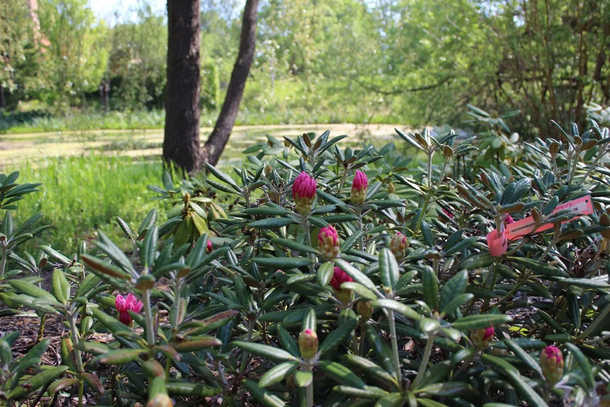 Rhododendron (Yakushimanum) 'Koichiro Wada' - Image 3