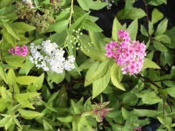 Spiraea japonica 'Genpei' (Shirobana)