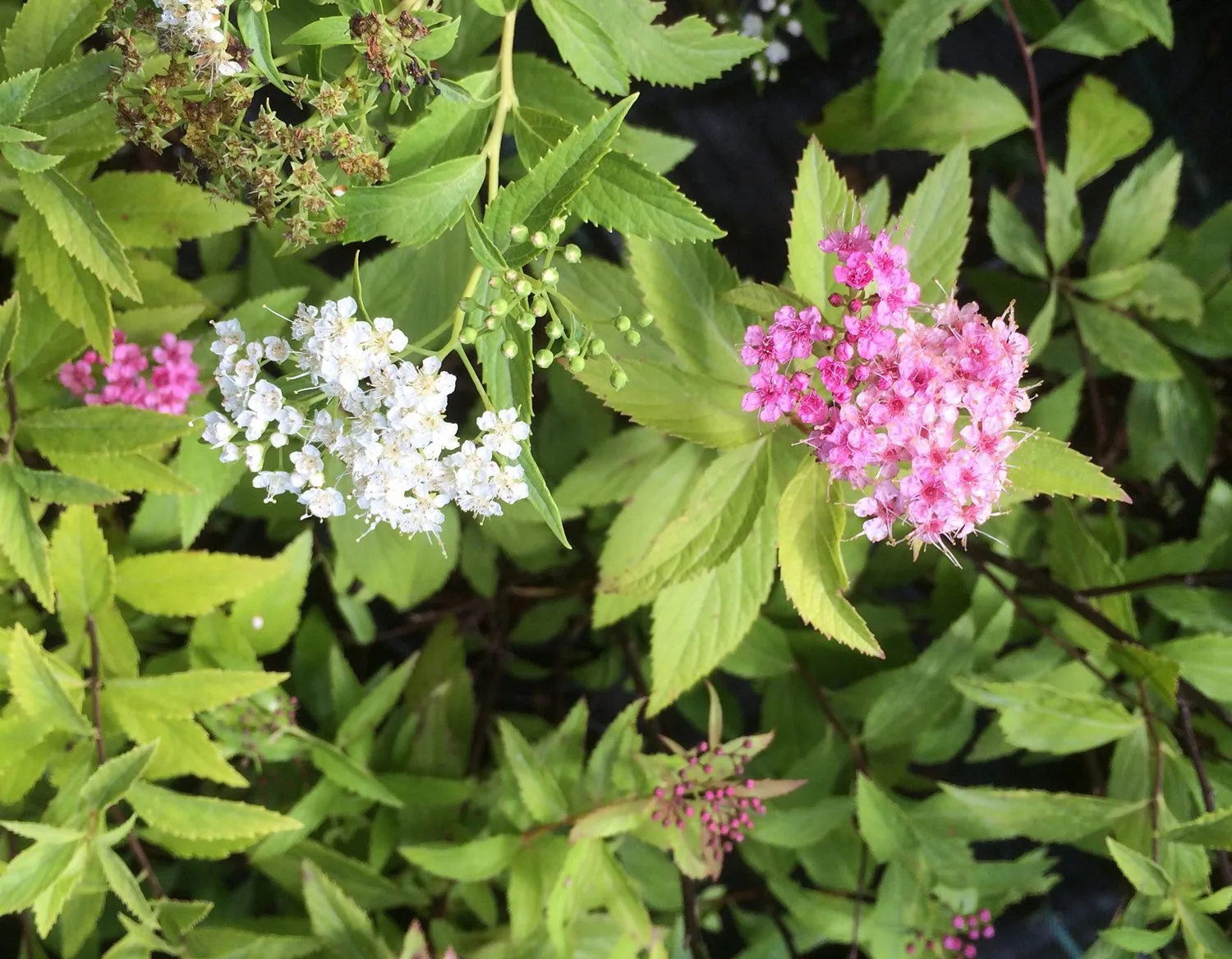 Spiraea japonica 'Genpei' (Shirobana)