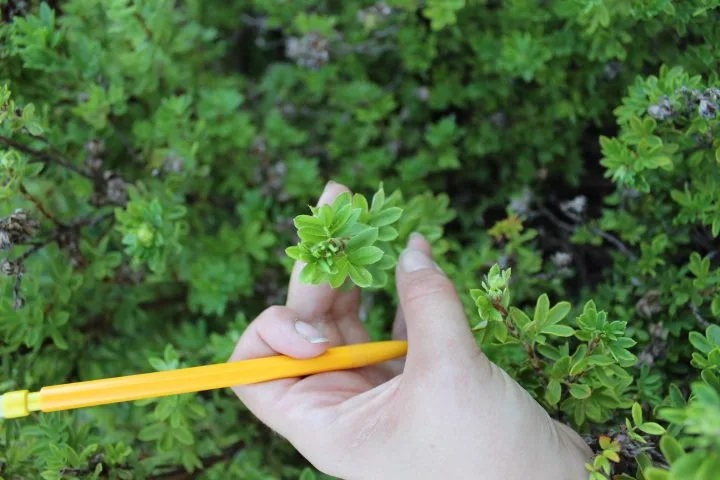 Dasiphora fruticosa 'Tilford Cream' - Image 2