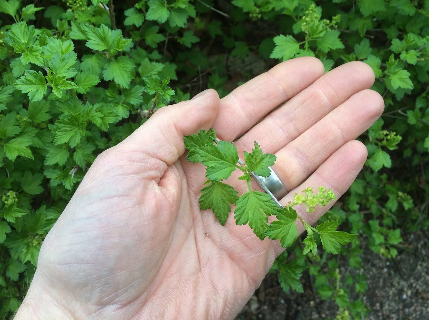 Ribes alpinum 'Schmidt' - Image 3