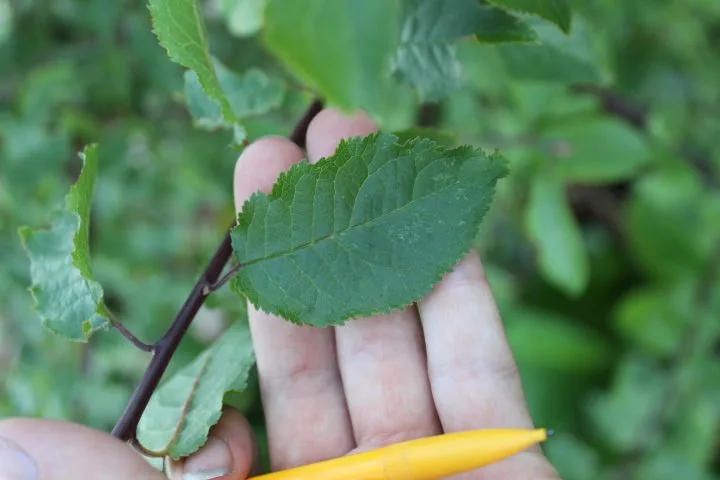 Prunus tenella - Image 2