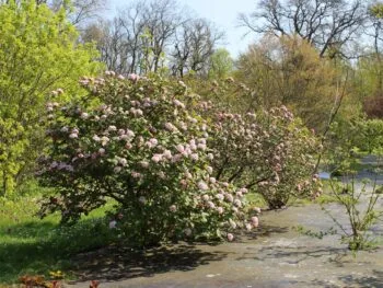 Viburnum carlesii 'Aurora'