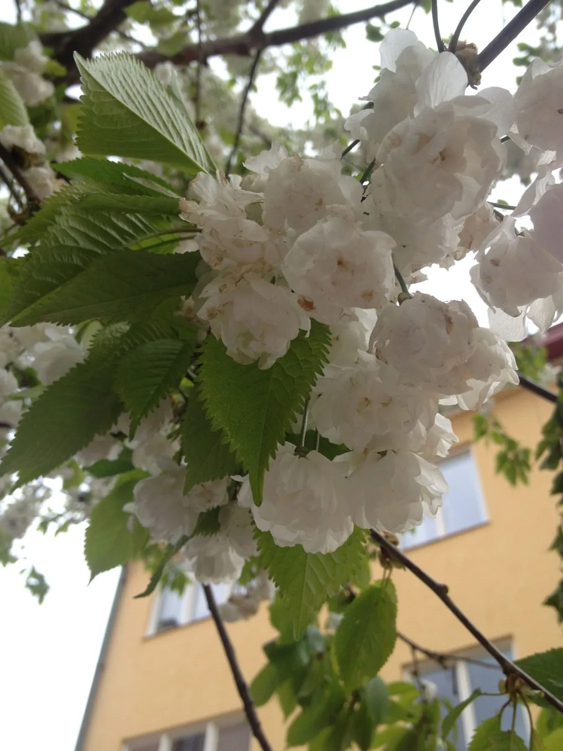 Prunus avium 'Plena' - Image 3