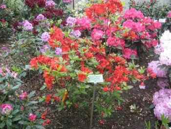 Rhododendron (Knap Hill) 'Feuerwerk'