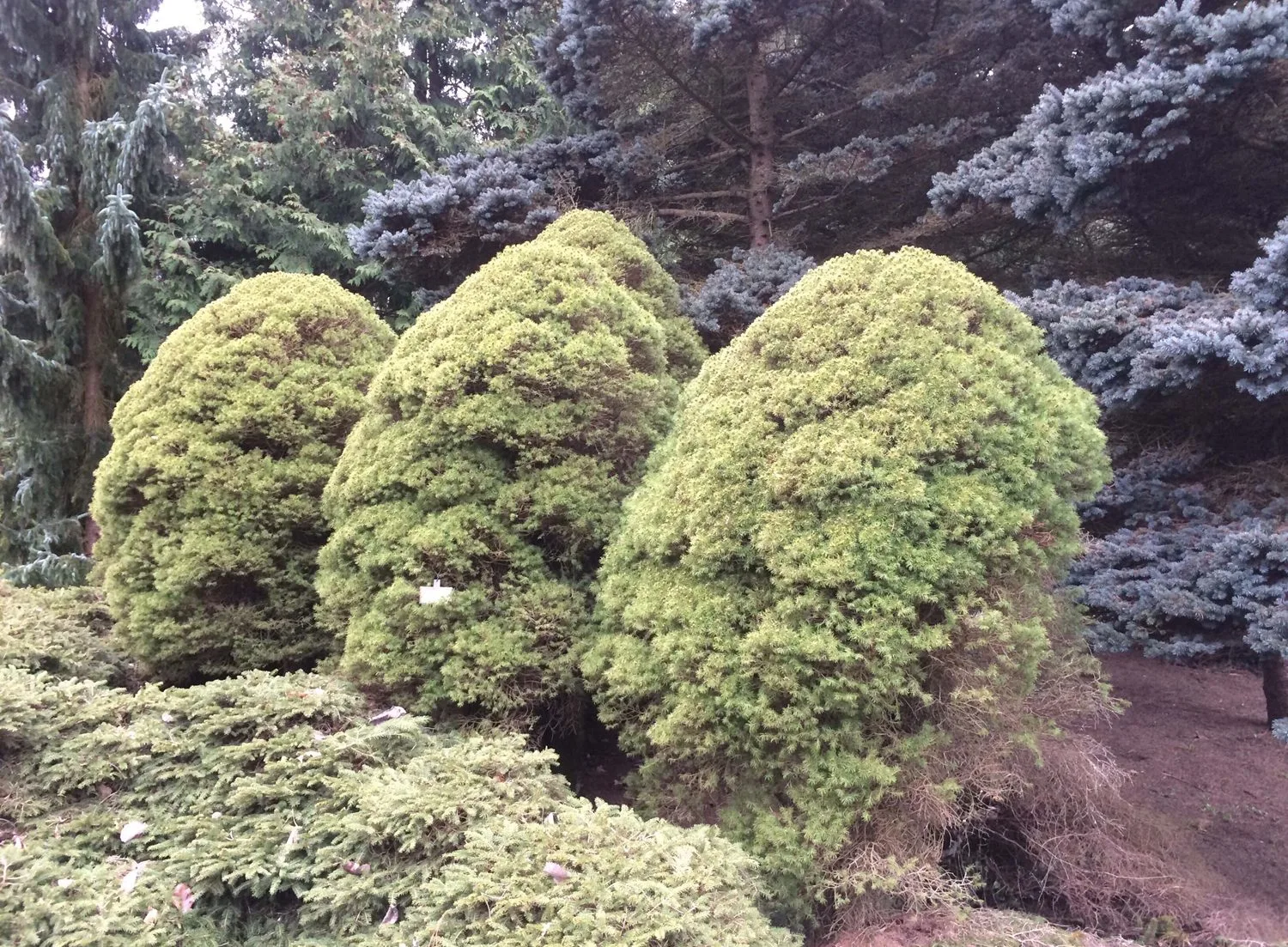 Picea glauca 'Conica' - Image 2